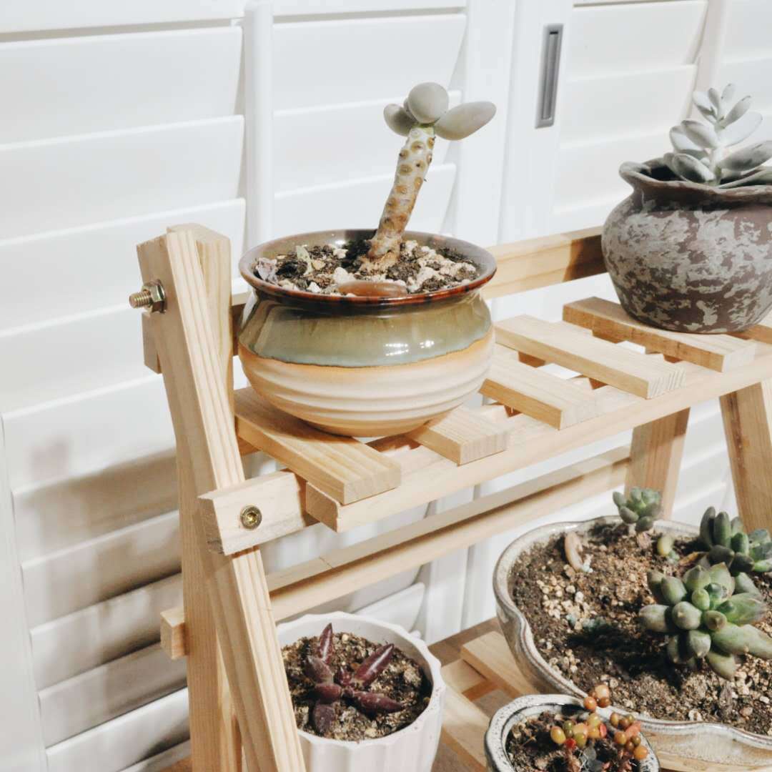 Solid Wood Multi-layer Color Plant Shelf